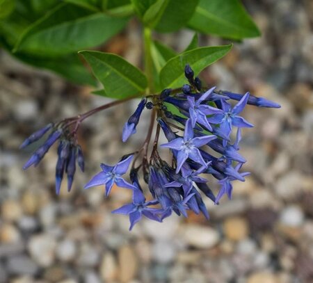 Amsonia 'Blue Ice' geen maat specificatie 0,55L/P9cm - afbeelding 1