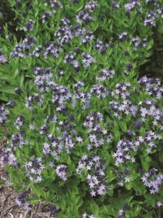 Amsonia 'Blue Ice' geen maat specificatie 0,55L/P9cm - afbeelding 4