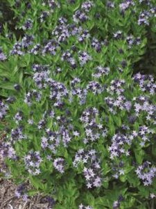 Amsonia 'Blue Ice' geen maat specificatie 0,55L/P9cm - afbeelding 4