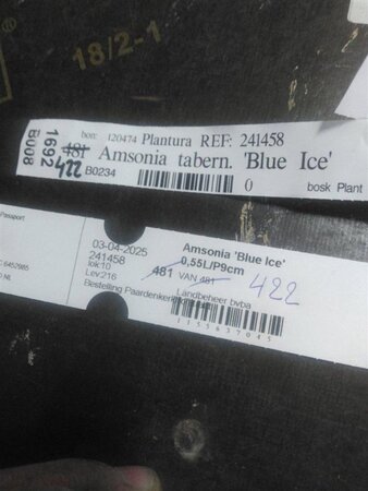 Amsonia 'Blue Ice' geen maat specificatie 0,55L/P9cm - afbeelding 4