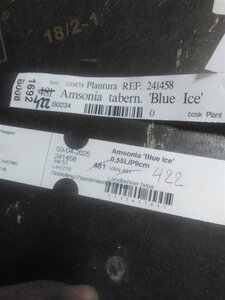 Amsonia 'Blue Ice' geen maat specificatie 0,55L/P9cm - afbeelding 4