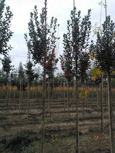 Amelanchier can. 'Glennform' 8-10 Hoogstam wortelgoed