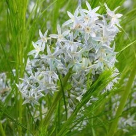 Amsonia hubrichtii geen maat specificatie 0,55L/P9cm - afbeelding 2