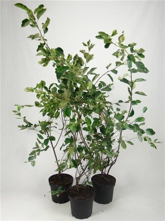 Amelanchier lamarckii 100-125 cm cont. 7,5L - afbeelding 5