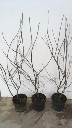 Amelanchier lamarckii 100-125 cm cont. 7,5L - afbeelding 1