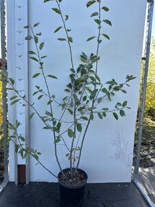 Amelanchier lamarckii 100-125 cm cont. 7,5L - afbeelding 4