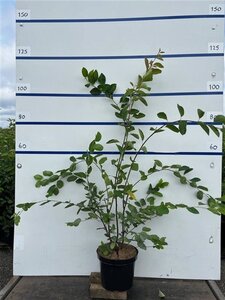 Amelanchier lamarckii 100-125 cm cont. 7,5L - afbeelding 2