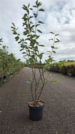 Amelanchier lamarckii 100-125 cm cont. 7,5L - image 2