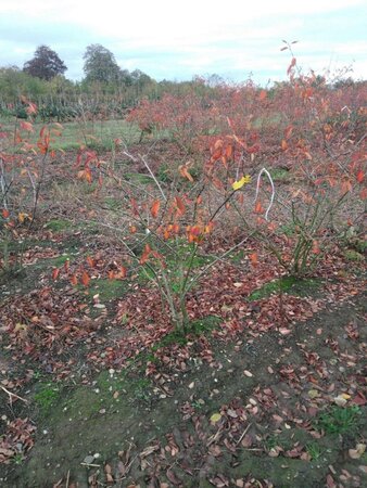 Amelanchier lamarckii 100-125 cm met kluit solitair - afbeelding 2