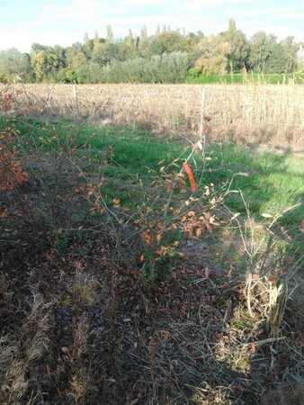 Amelanchier lamarckii 100-125 cm met kluit solitair - afbeelding 1