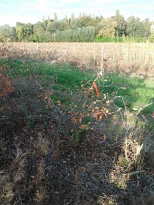 Amelanchier lamarckii 100-125 cm RB Single