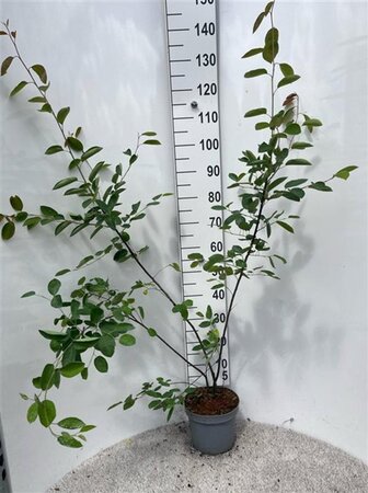 Amelanchier lamarckii 125-150 cm cont. 5,0L - afbeelding 2