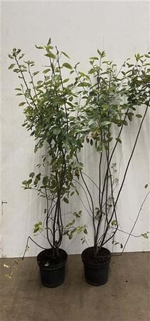 Amelanchier lamarckii 125-150 cm cont. 7,5L - afbeelding 2