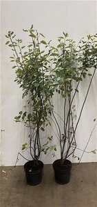 Amelanchier lamarckii 125-150 cm cont. 7,5L - afbeelding 2