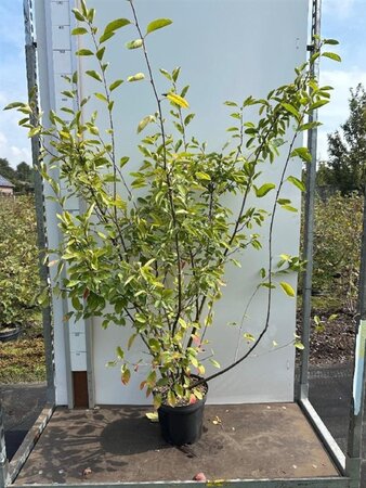 Amelanchier lamarckii 125-150 cm cont. 7,5L - afbeelding 1