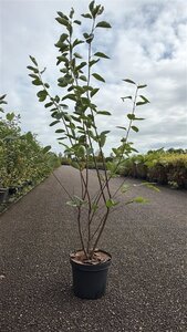 Amelanchier lamarckii 125-150 cm cont. 7,5L - afbeelding 2
