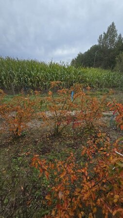 Amelanchier lamarckii 125-150 cm met kluit solitair - afbeelding 3