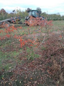 Amelanchier lamarckii 125-150 cm met kluit solitair - afbeelding 2