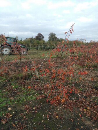 Amelanchier lamarckii 150-175 cm draadkluit meerstammig - afbeelding 10