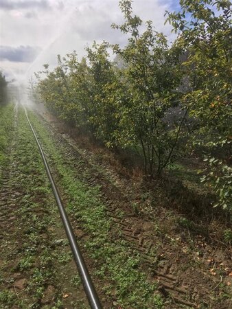 Amelanchier lamarckii 150-175 cm draadkluit meerstammig - afbeelding 1