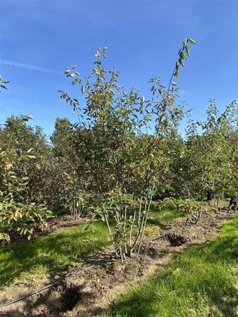 Amelanchier lamarckii 150-175 cm draadkluit meerstammig - afbeelding 9
