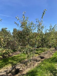 Amelanchier lamarckii 150-175 cm draadkluit meerstammig - afbeelding 9
