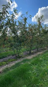 Amelanchier lamarckii 150-175 cm draadkluit meerstammig - afbeelding 5