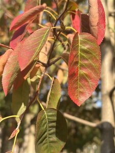 Amelanchier lamarckii 150-175 cm draadkluit meerstammig - afbeelding 4
