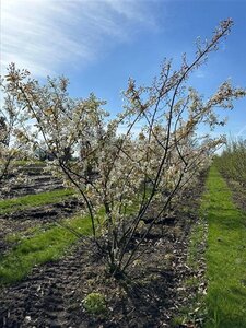 Amelanchier lamarckii 150-175 cm draadkluit meerstammig - afbeelding 3