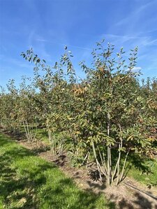 Amelanchier lamarckii 150-175 cm draadkluit meerstammig - afbeelding 8