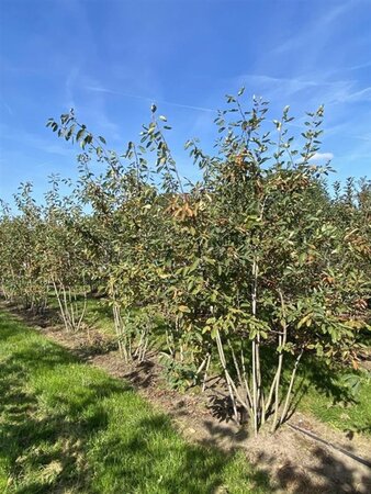 Amelanchier lamarckii 150-175 cm draadkluit meerstammig - afbeelding 7