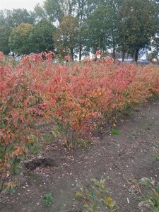 Amelanchier lamarckii 150-175 cm draadkluit meerstammig - afbeelding 11