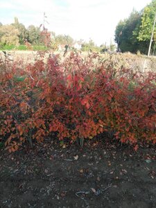 Amelanchier lamarckii 150-175 cm met kluit solitair