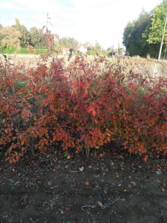 Amelanchier lamarckii 150-175 cm RB Single