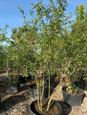 Amelanchier lamarckii 200-250 cm container meerstammig - afbeelding 1