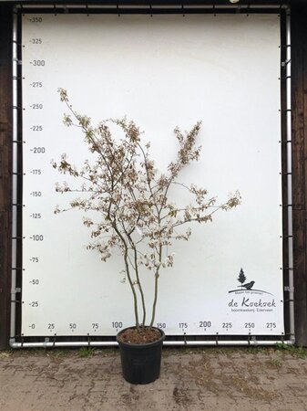 Amelanchier lamarckii 200-250 cm container meerstammig