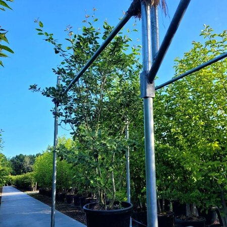 Amelanchier lamarckii 200-250 cm container meerstammig