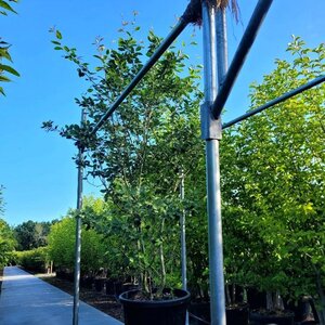 Amelanchier lamarckii 200-250 cm container meerstammig