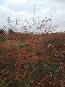 Amelanchier lamarckii 200-250 cm draadkluit solitair struik - afbeelding 2