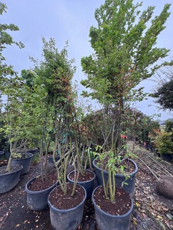 Amelanchier lamarckii 250-300 cm container meerstammig - afbeelding 6