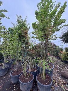 Amelanchier lamarckii 250-300 cm container meerstammig - afbeelding 6