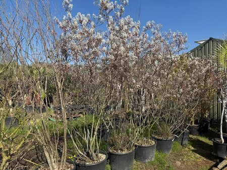 Amelanchier lamarckii 250-300 cm container meerstammig - afbeelding 7