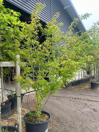 Amelanchier lamarckii 250-300 cm container meerstammig - afbeelding 3