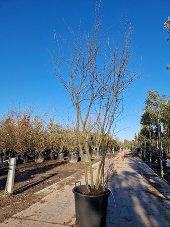Amelanchier lamarckii 250-300 cm container meerstammig - afbeelding 4