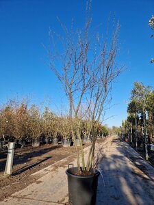 Amelanchier lamarckii 250-300 cm container meerstammig - afbeelding 4
