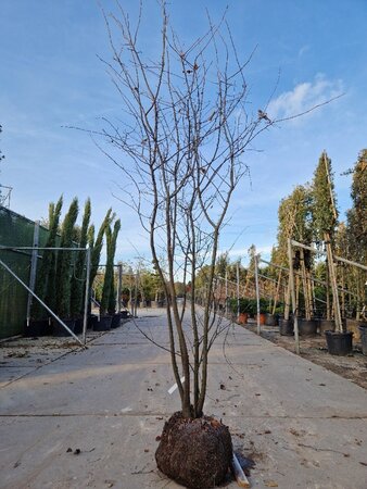 Amelanchier lamarckii 250-300 cm container meerstammig - afbeelding 5
