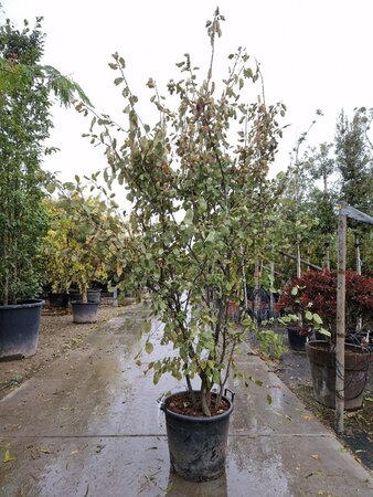 Amelanchier lamarckii 250-300 cm container meerstammig - afbeelding 6