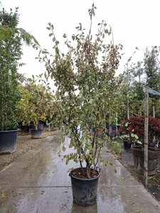 Amelanchier lamarckii 250-300 cm container meerstammig - afbeelding 6