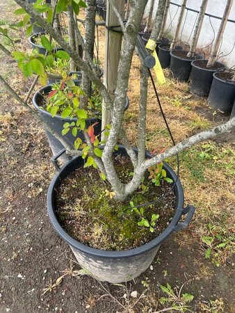 Amelanchier lamarckii 250-300 cm container meerstammig - afbeelding 4