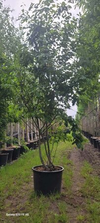 Amelanchier lamarckii 250-300 cm container meerstammig - afbeelding 8
